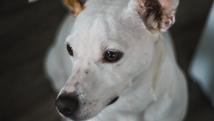 Dog from unsplash