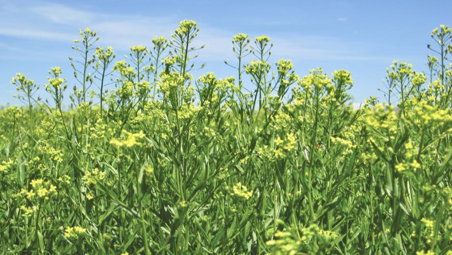 Winter camelina