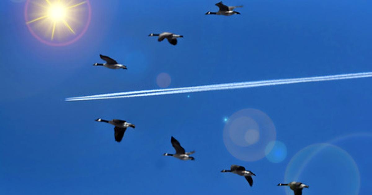 Canada geese, which can weigh more than 20 pounds, represent a significant threat to aircraft. (Photo: Fotolia/Martin Ellis)