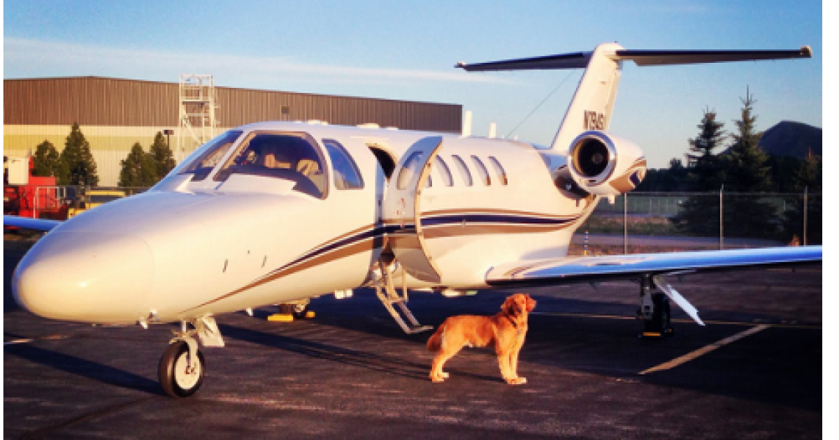 NTSB investigators found this photo of a "red/brown haired large dog" on an iPad on this CJ2 after it crashed, while carrying the unrestrained dog and two cats, in 2013. (Photo: NTSB report)
